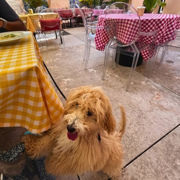 Um cão junto a uma toalha de xadrez, no terraço do restaurante de um hotel.