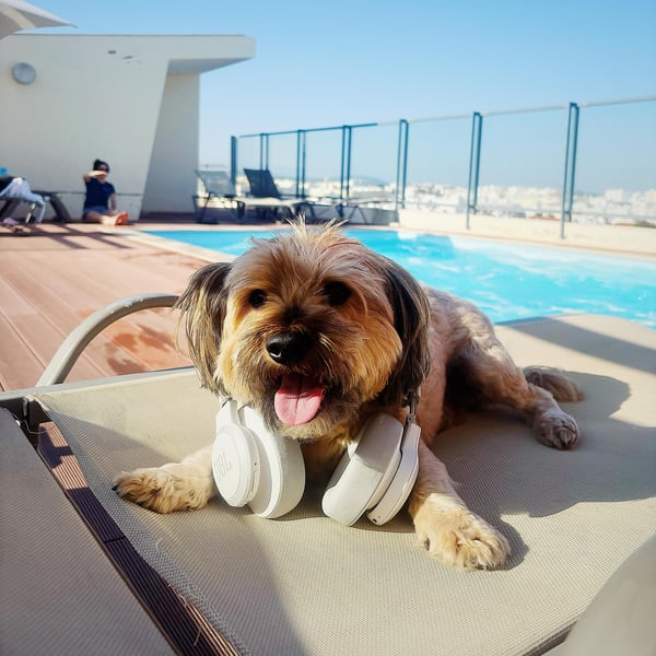 Um cão deitado numa espreguiçadeira, junto a uma piscina panorâmica.
